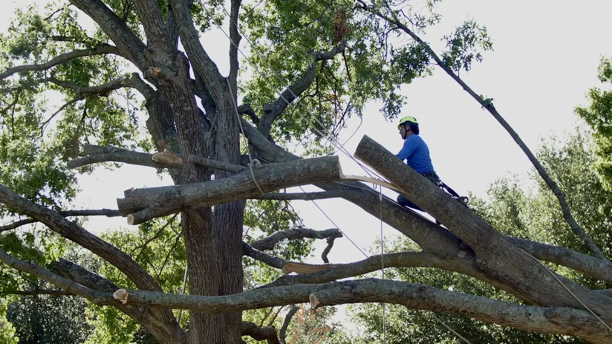 Professional Hazardous Tree Removal performed by certified arborists in Silsbee