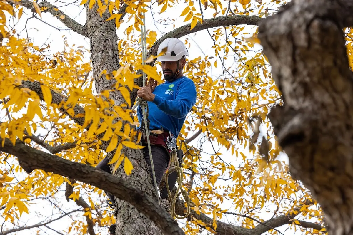 Skilled Tree Transplanting crew working in Silsbee
